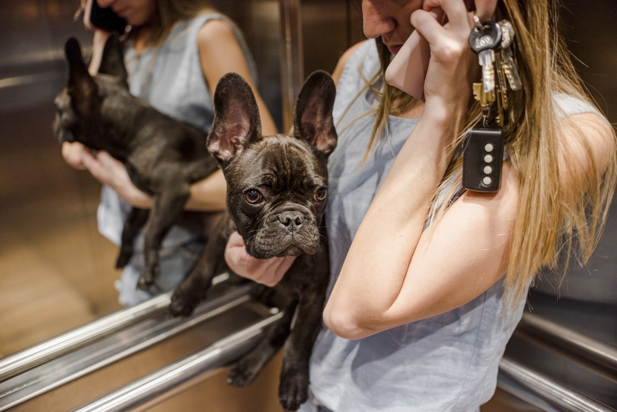Cão ao colo da tutora no elevador