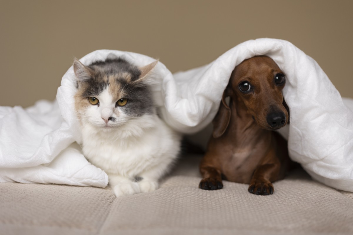 Gato e cão na cama dos tutores