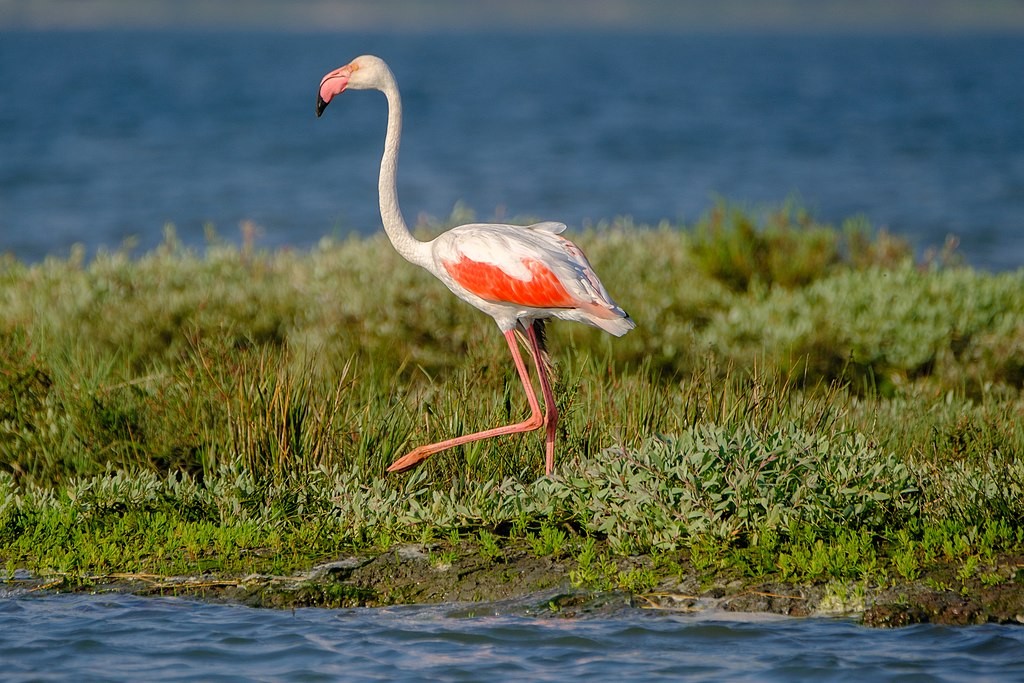 Flamingos no estuário do Sado