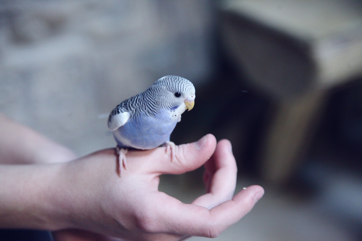 O periquito é considerado um animal de companhia