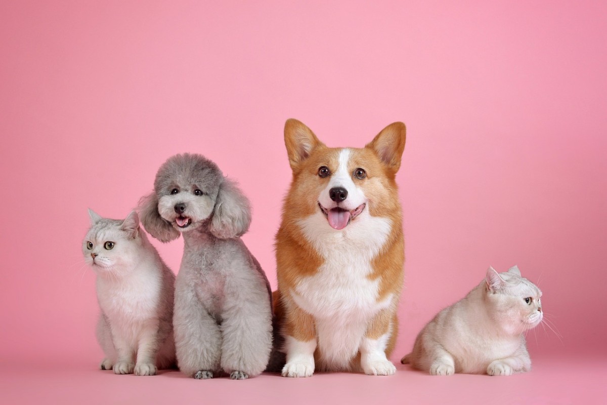 Animais de estimação