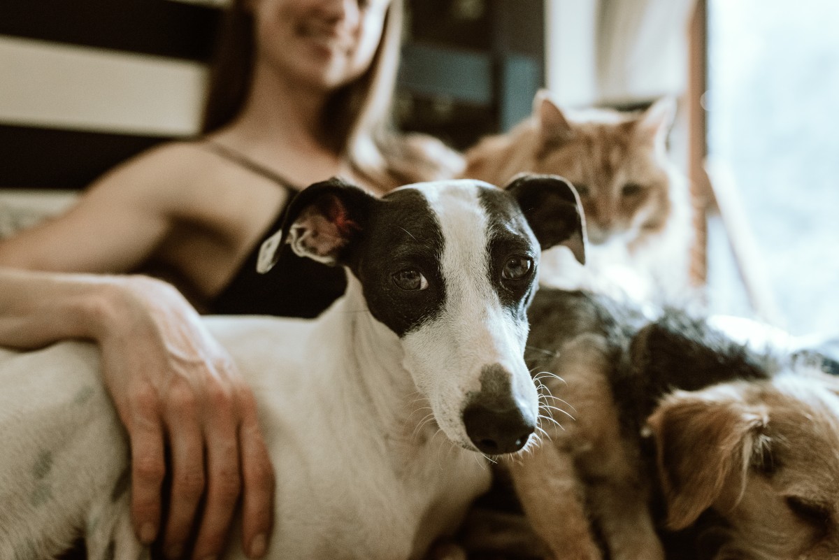 Tutora com os seus animais de companhia em casa