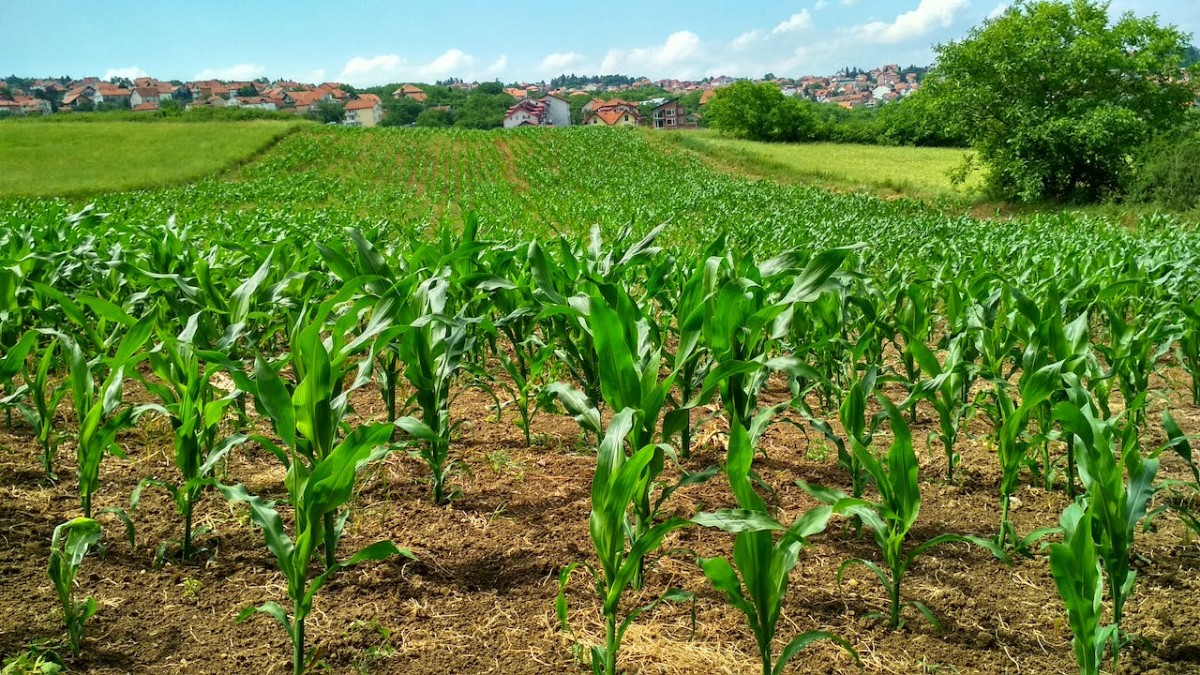 Comprar de terrenos agrícolas