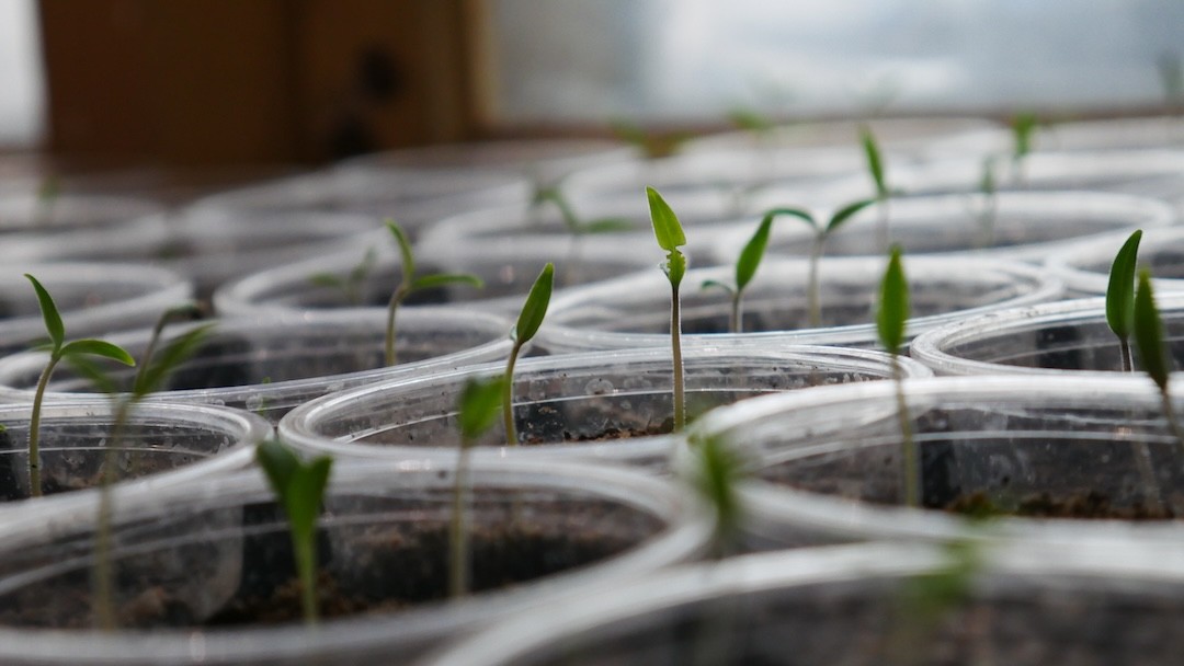 Calendário da agricultura: como ter uma horta saudável em casa