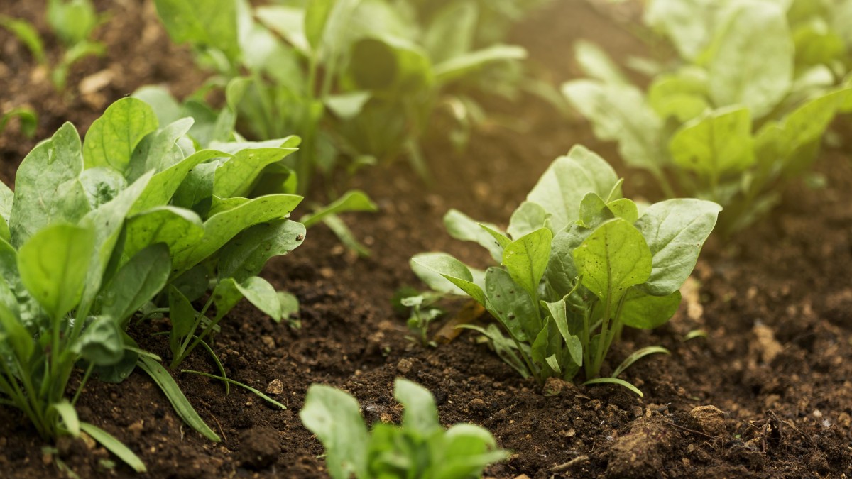 cosa piantare a gennaio