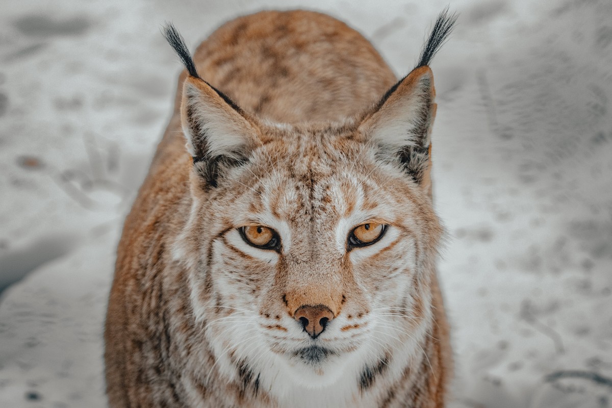 lince