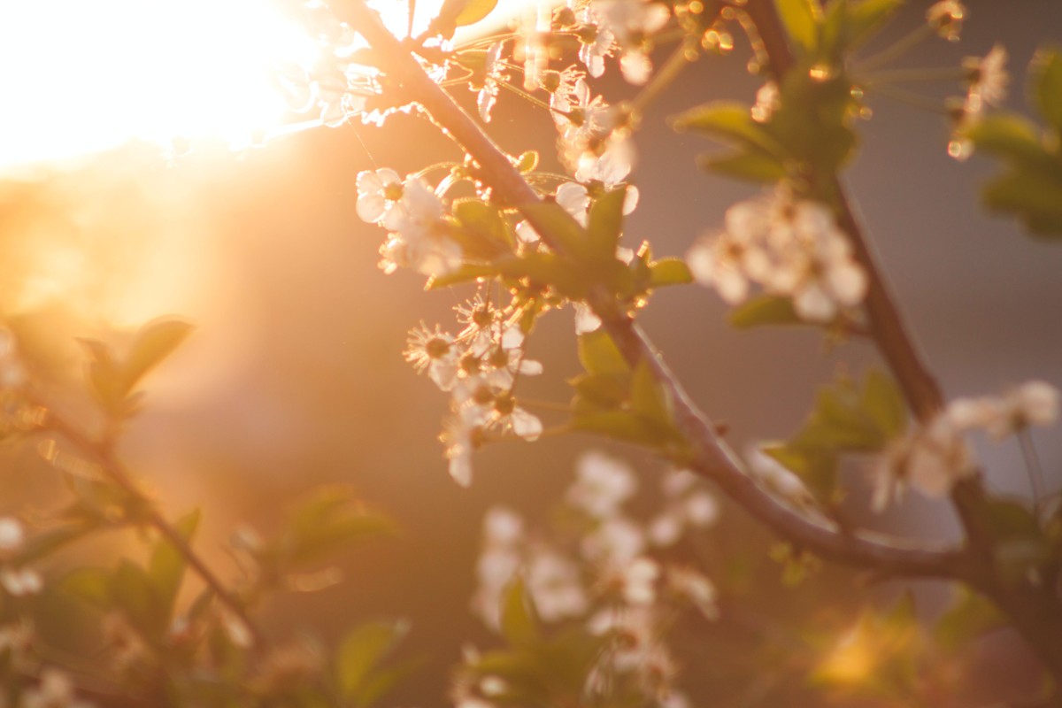 primavera