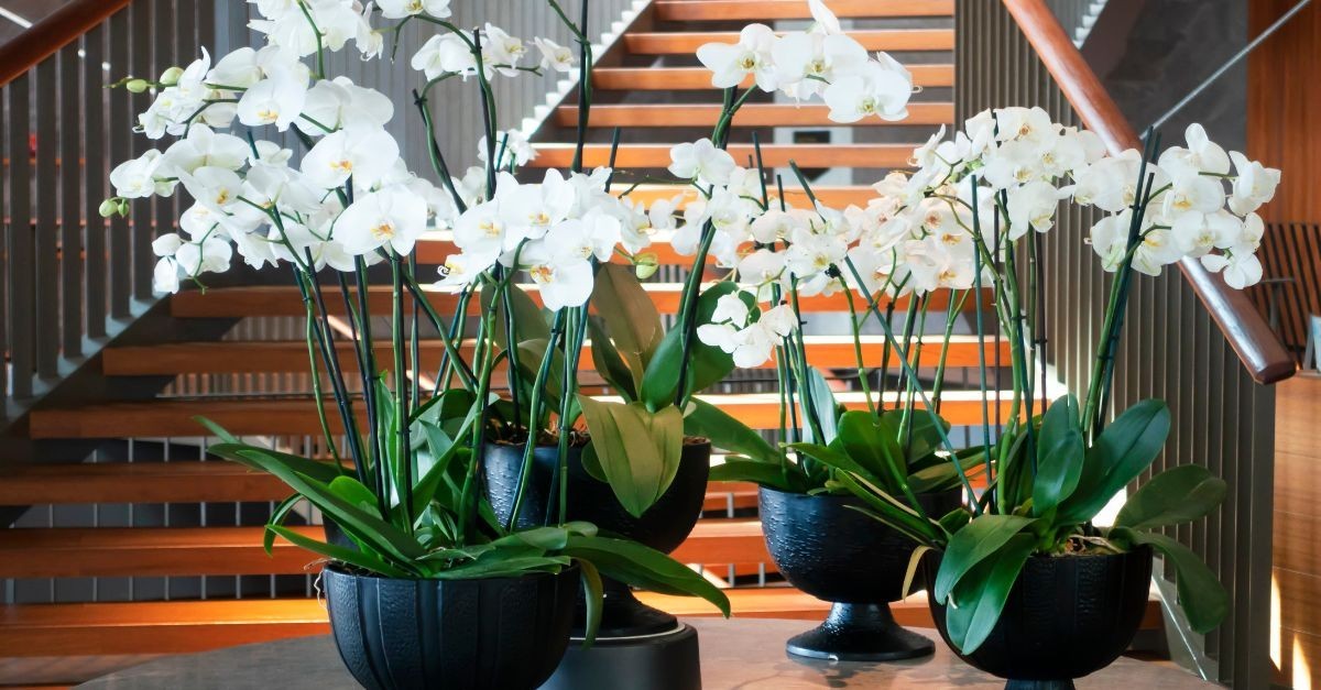 plantas