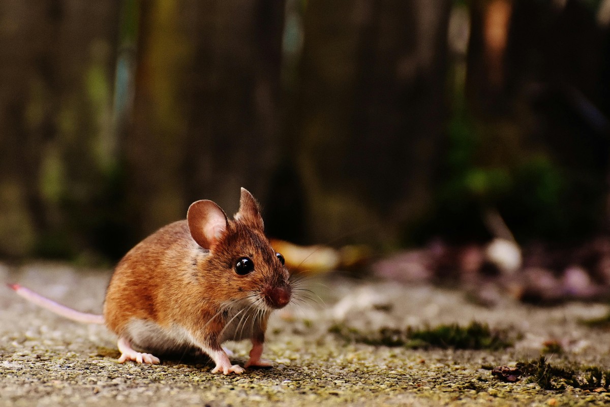 rato