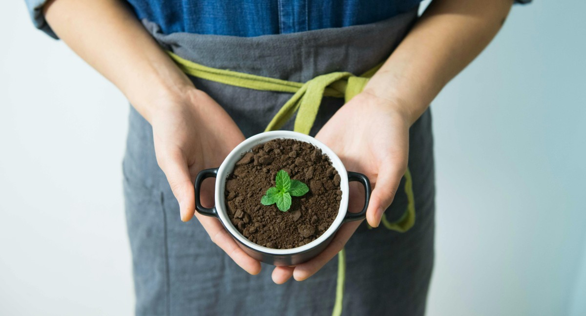 plantas