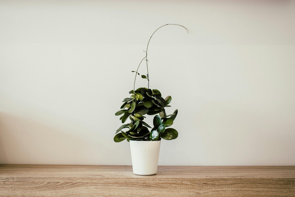 reprodução de plantas
