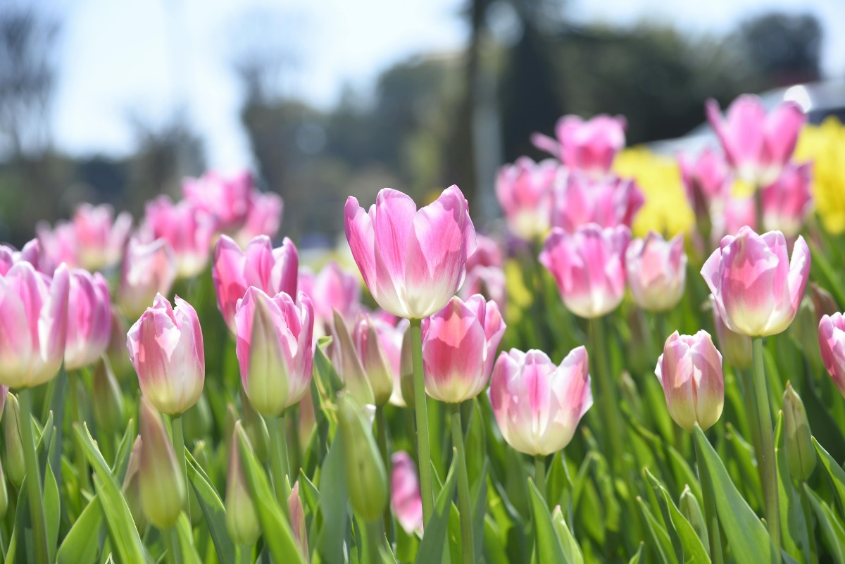 primavera
