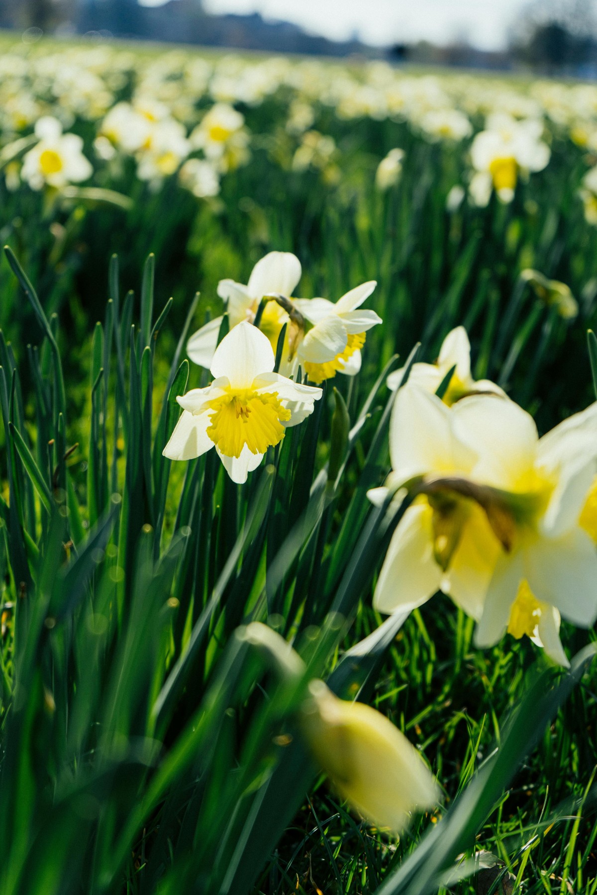 primavera