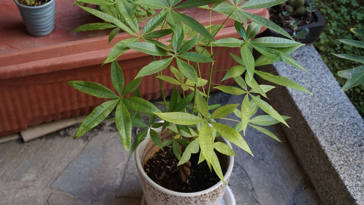 plantas da sorte