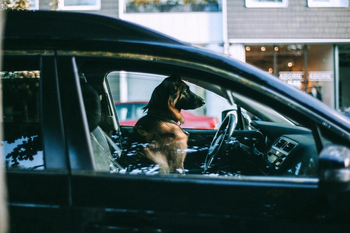 animais carro