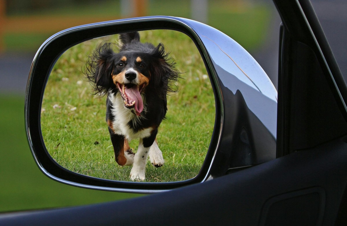 animais carro