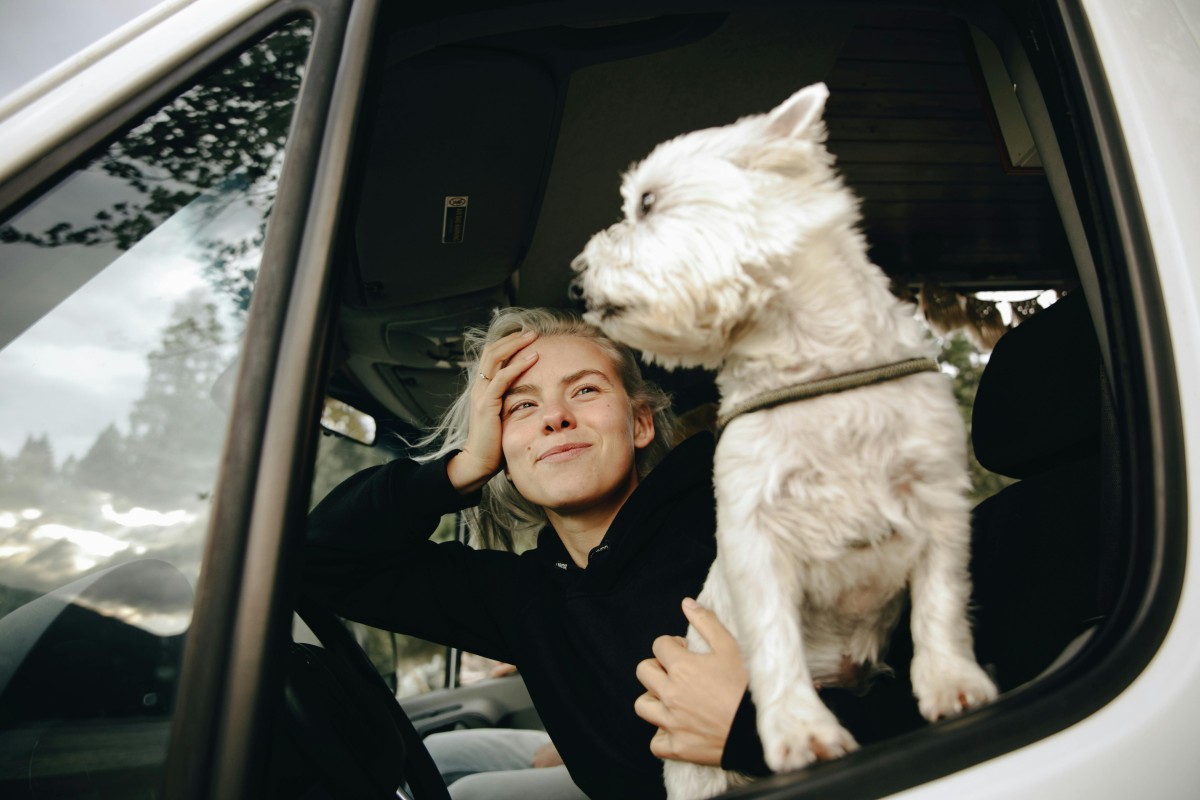animais carro