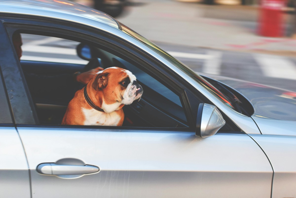 animais carro