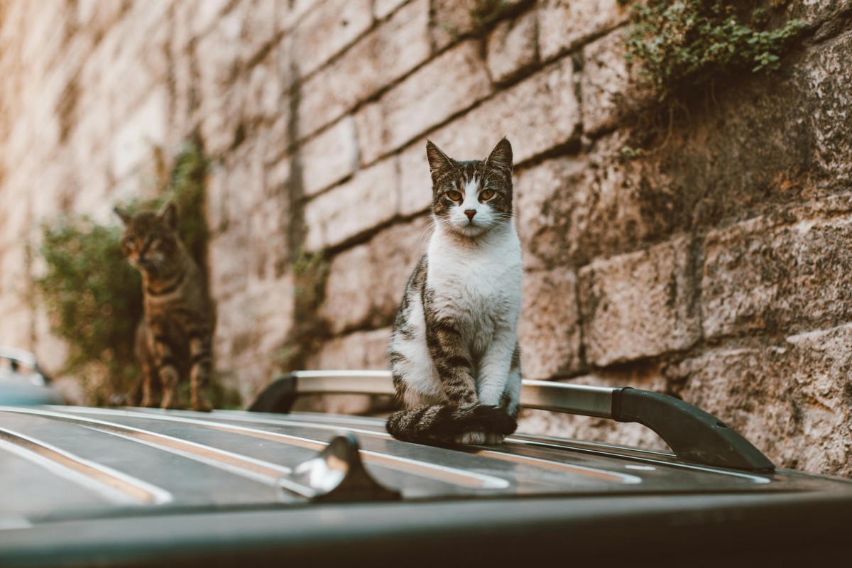 animais carro