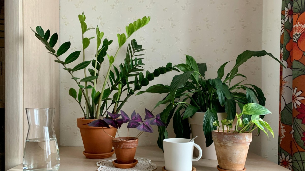 plantas da sorte