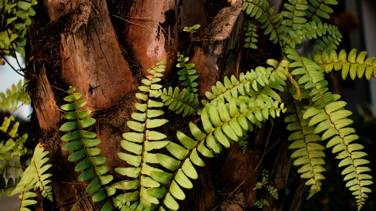 plantas da sorte