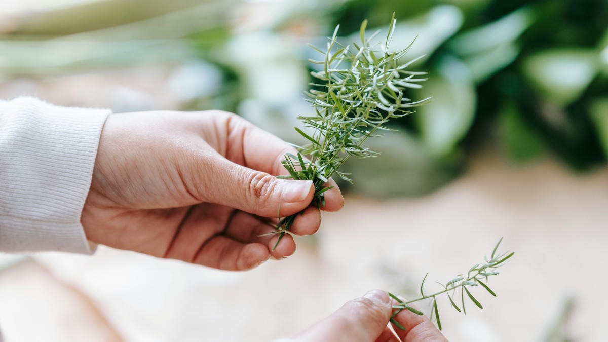 plantas de interior