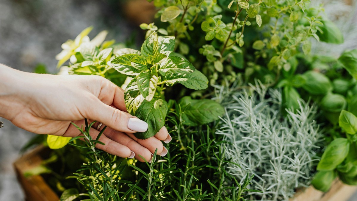 plantas de exterior