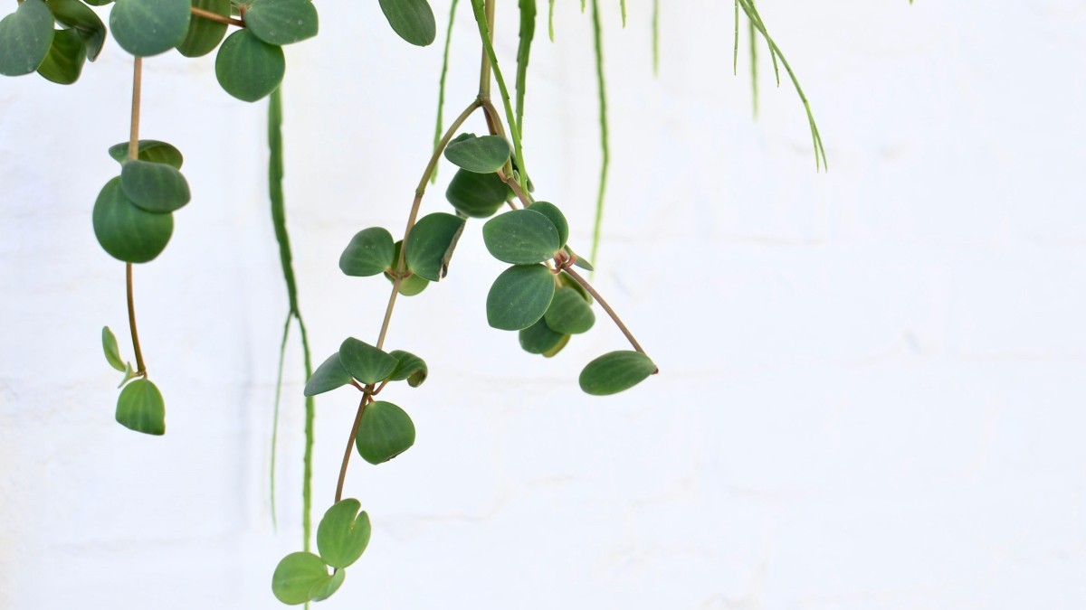 plantas de interior