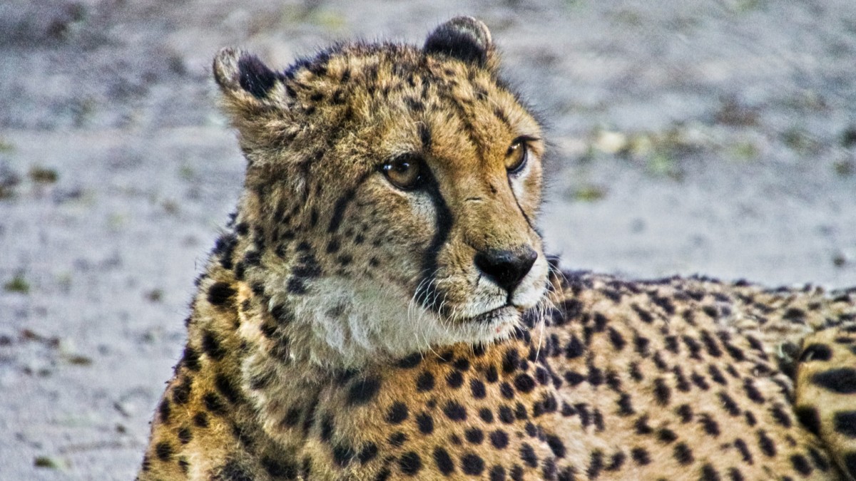 o que ver no jardim zoológico de lisboa