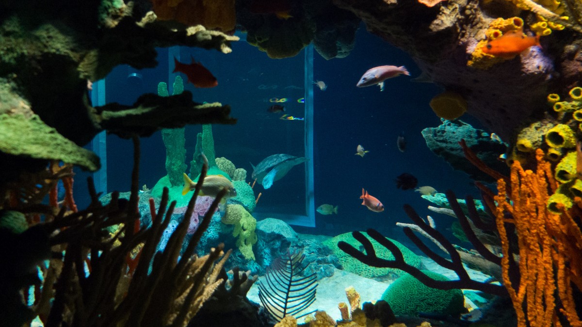 o que ver no oceanário de lisboa