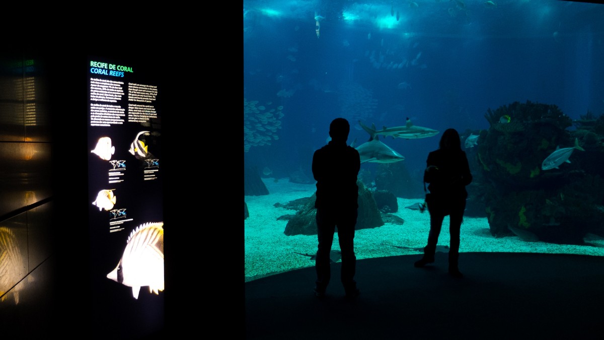 o que ver no oceanário de lisboa