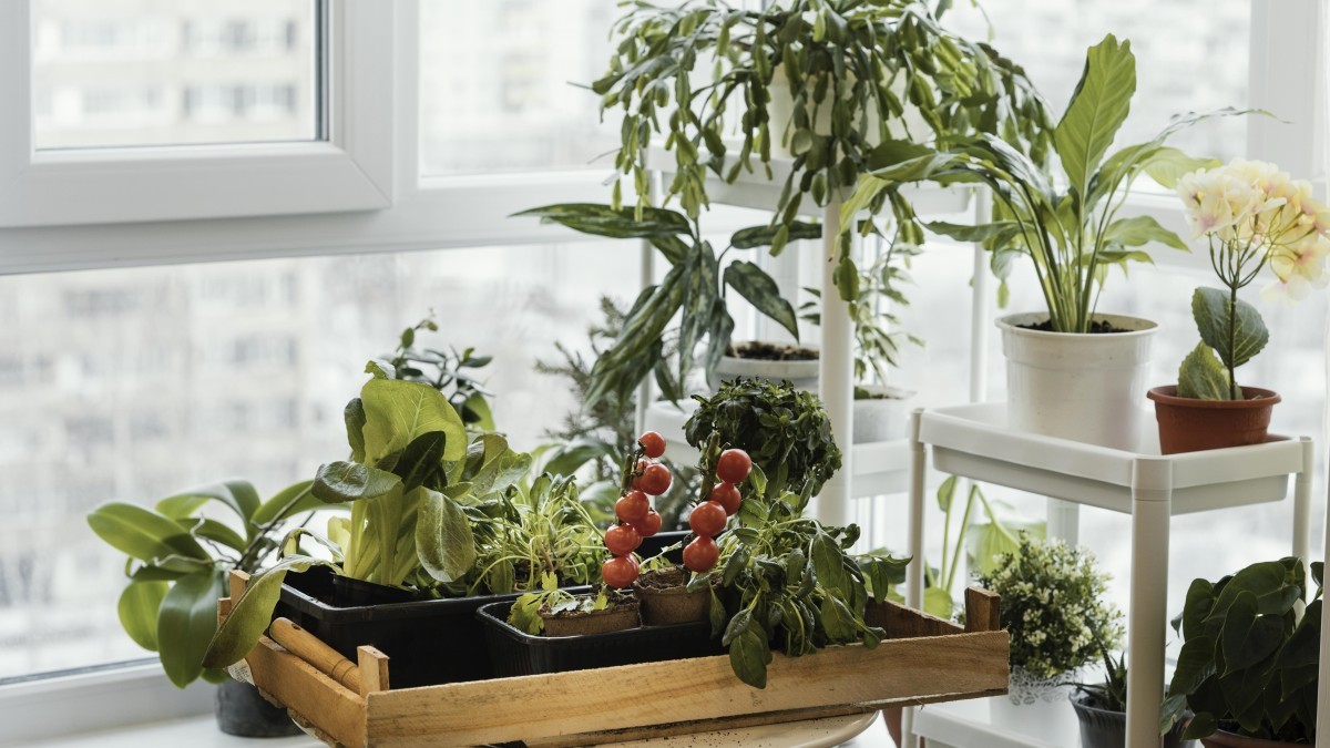 Jardim em casa