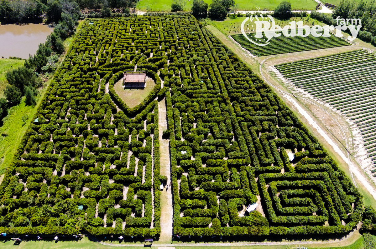 Redberry Maze