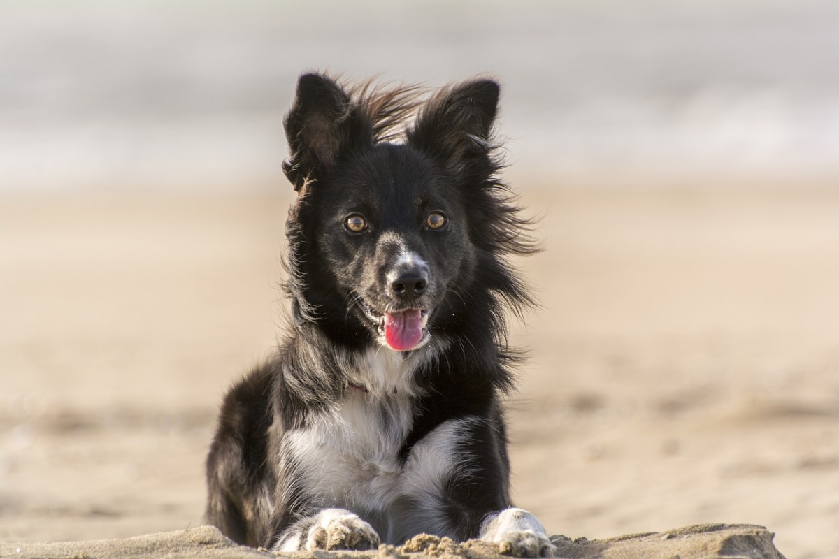 Praias petfriendly