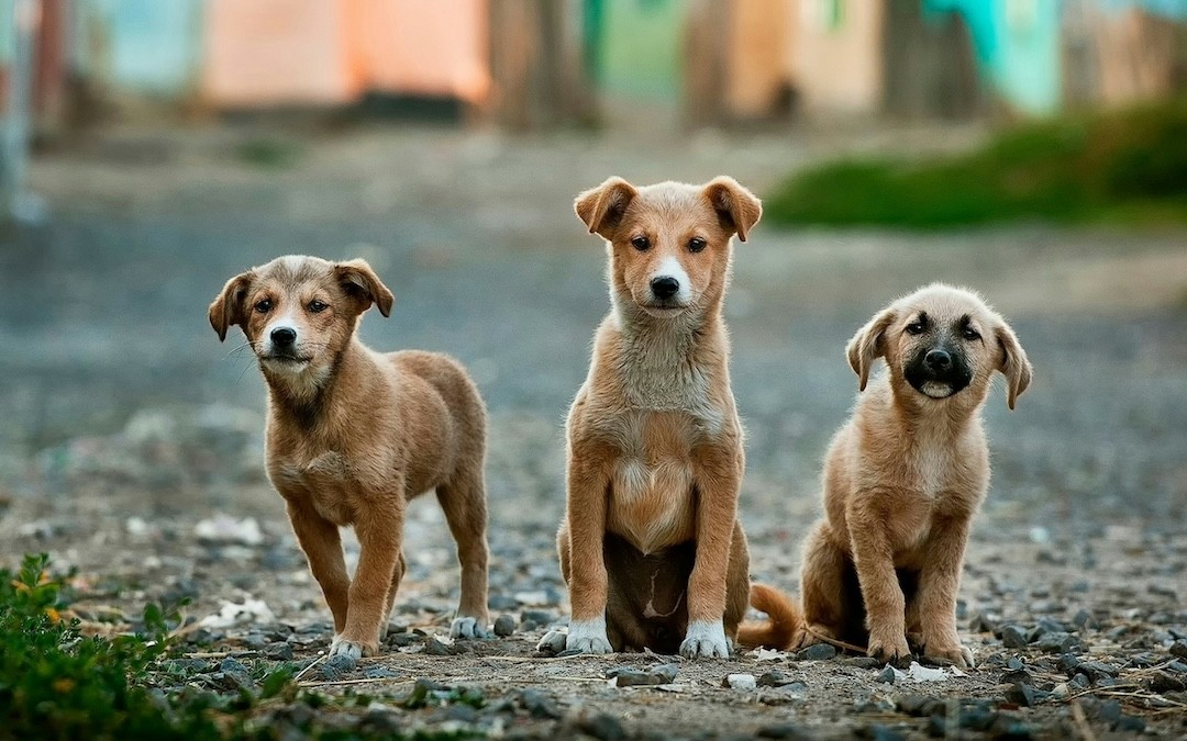 cães de rua