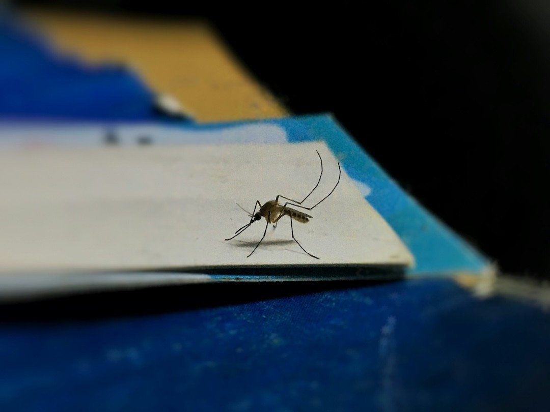 Dia Mundial do Mosquito