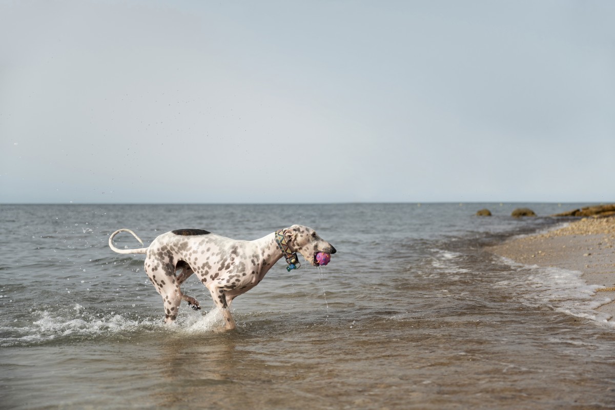 Permanência de cães na praia