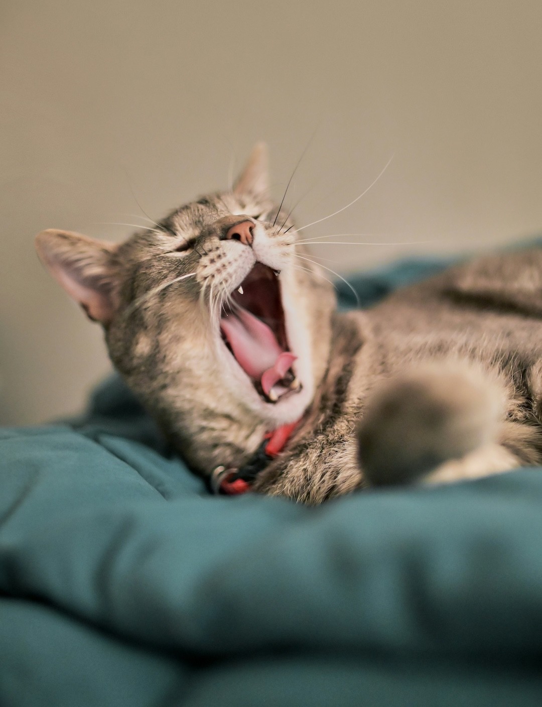 gato a abrir a boca