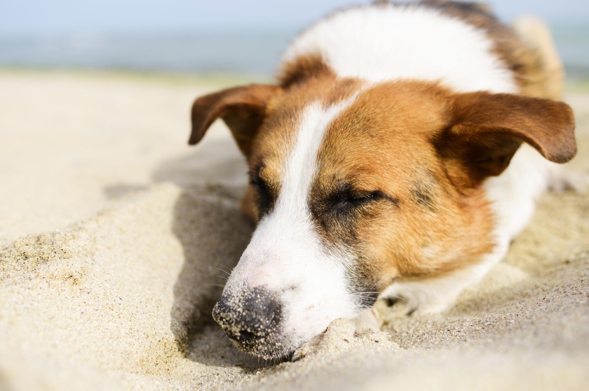 Cães na praia