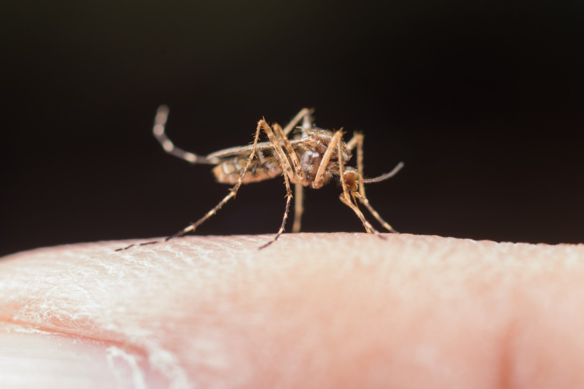 picada de mosquito