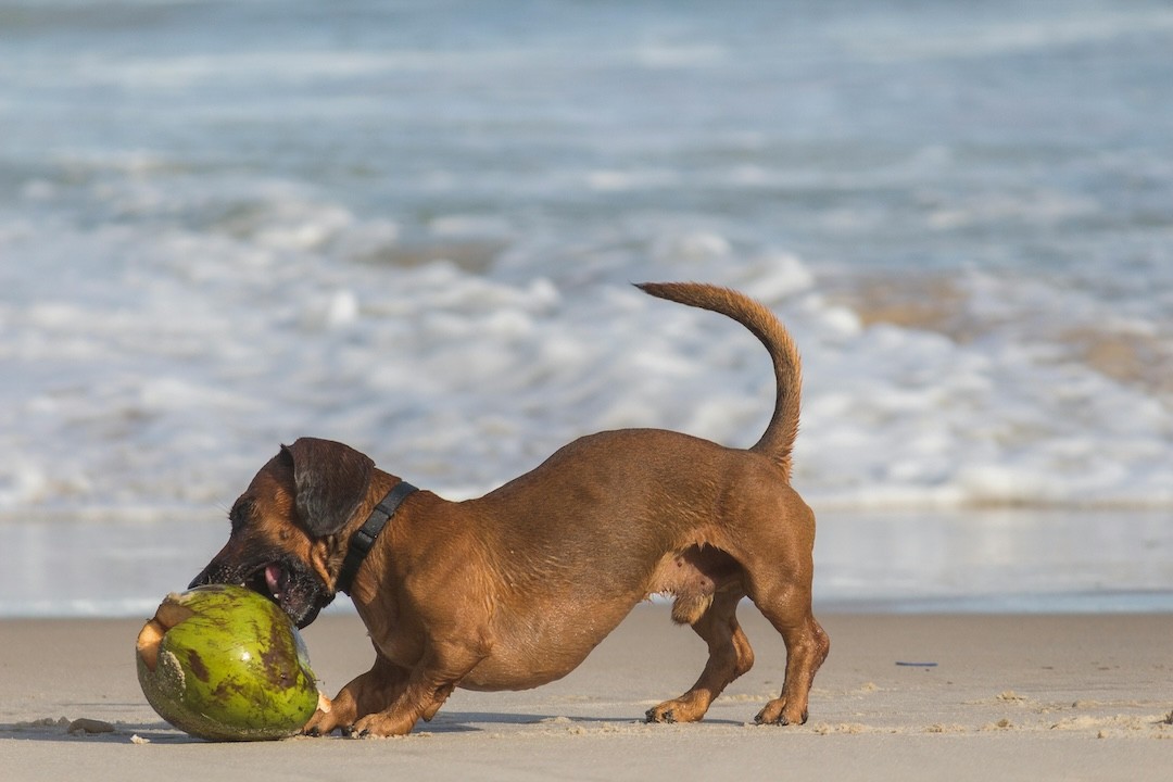 cão a brincar na praia