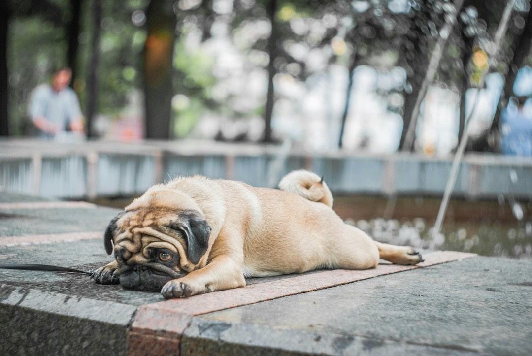 cão deitado com calor