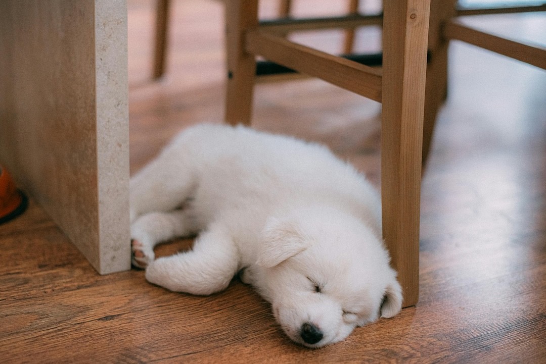 cao a dormir à sombra