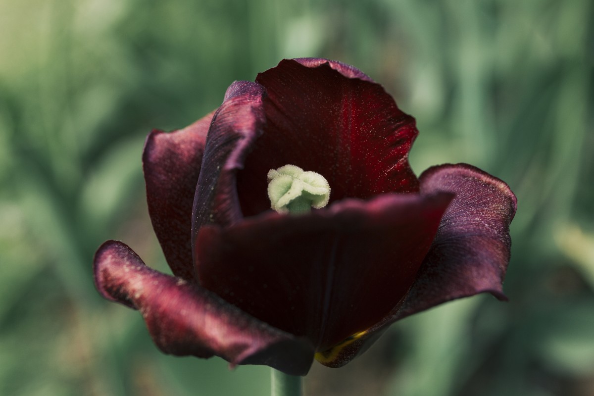 Rosa negra