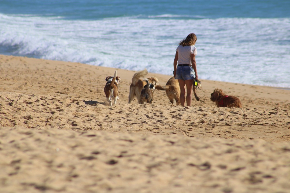 Cães na praia