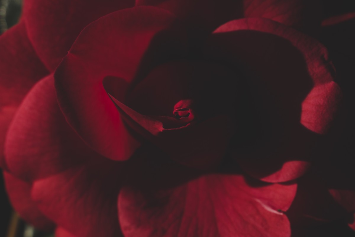 Rosa escura