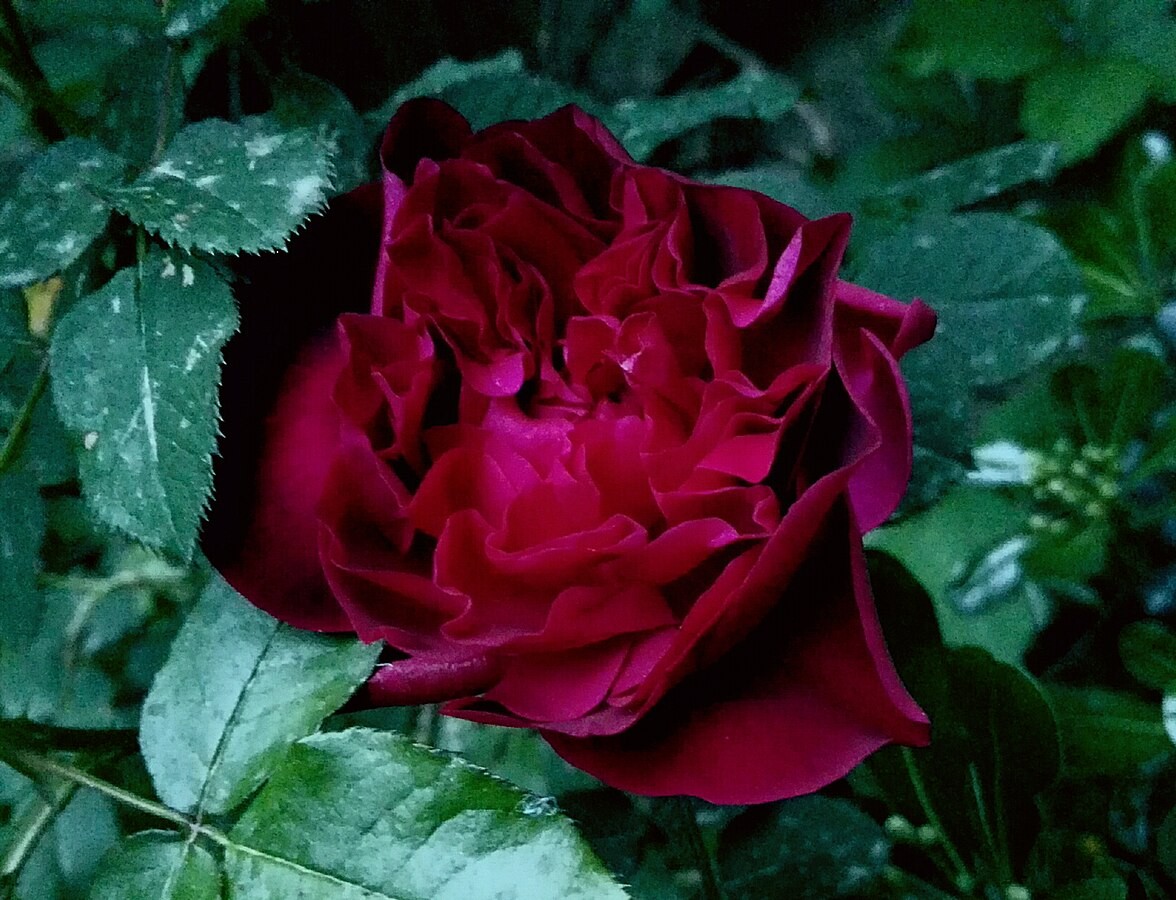 Rosa Munstead Wood