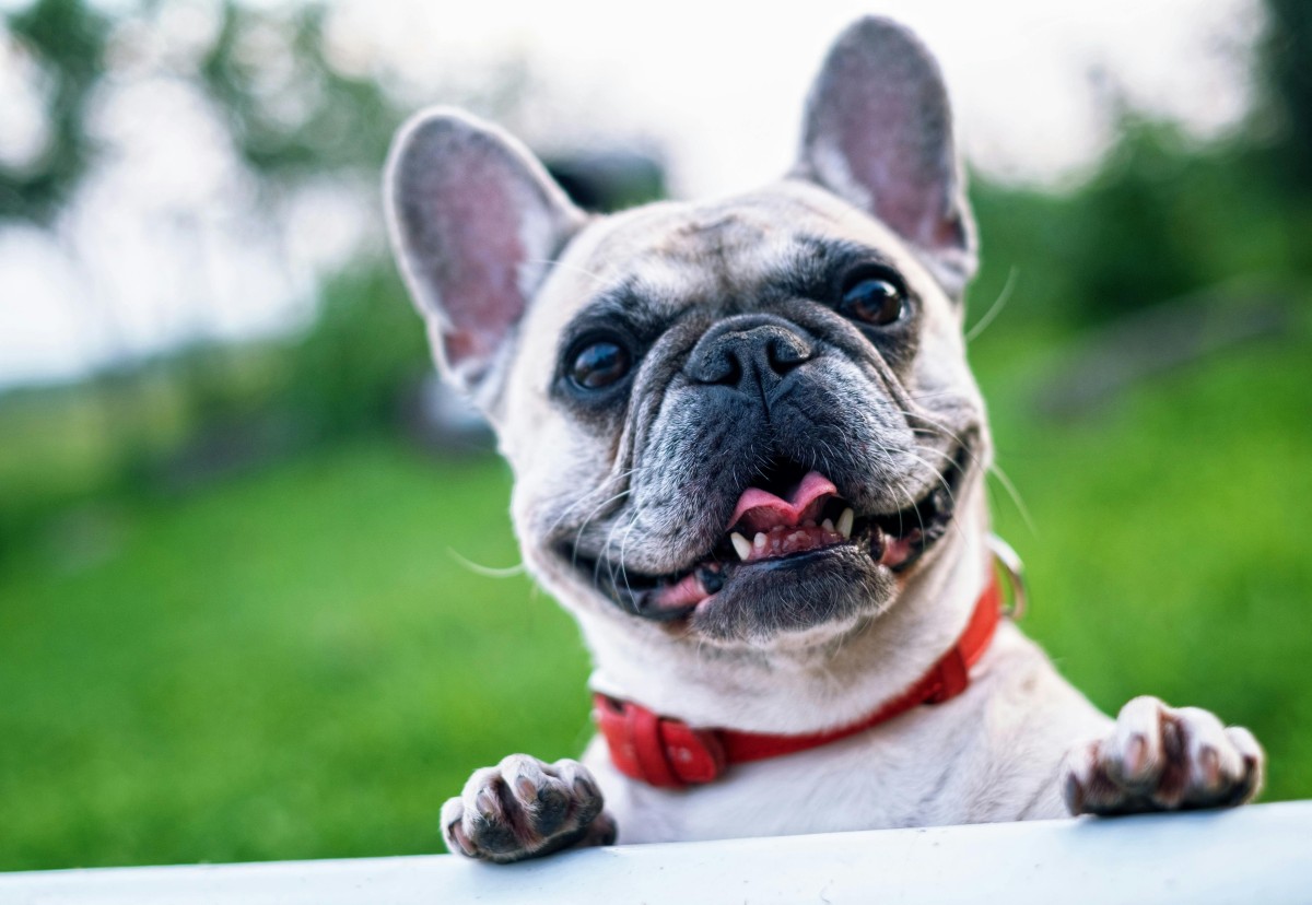 bulldog francês