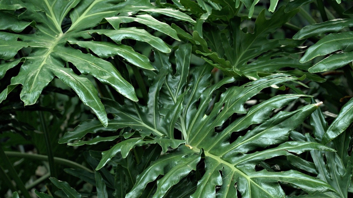 plantas de exterior