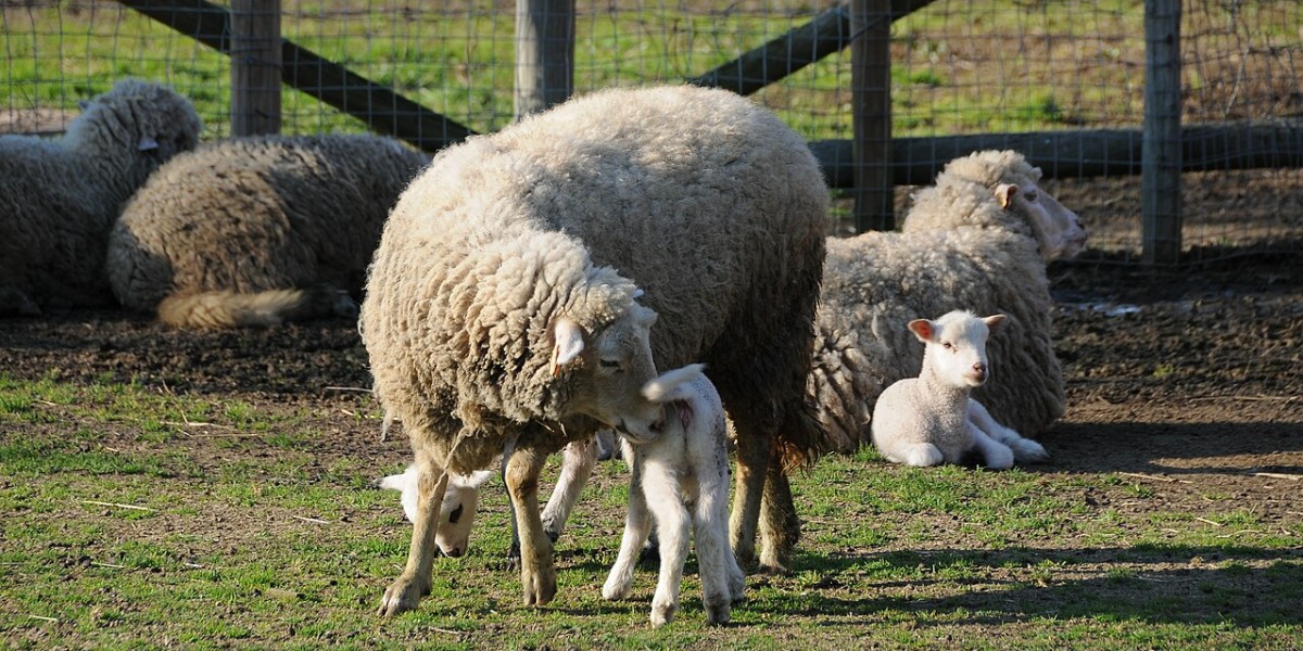 Quinta Pedagógica de Braga